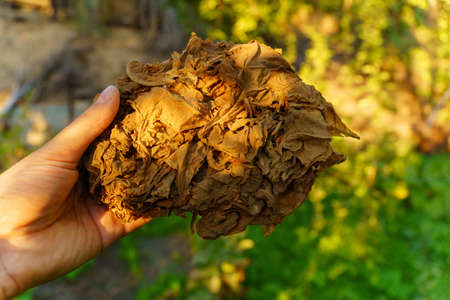 Dry tobacco leaves close-up in the hands of a farmer. Tobacco for cigarettes and cigars. Selective focus.の写真素材