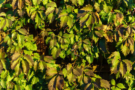 Parthenocissus quinquefolia Parthenocissus inserta grape is a woody vine of the Maiden Grape genus....