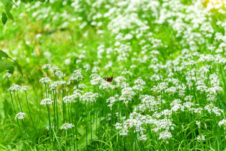 Meadow field with fresh grass in nature. Summer spring perfect natural landscape. Landscape, copy...