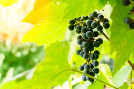 Ripe grapes on vine growing in a vineyard at sunset time, selective focus, copy spaceの写真素材