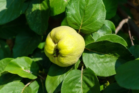 Quince fruits grow on a quince tree with green leaves. Selective focusの写真素材