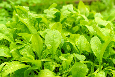 Spinach leaf growing in the spring garden, with water drops on, organic food and self sufficiency...