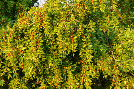 Ziziphus jujuba, commonly called jujube, red date, Chinese date. Hanging on a branch, harvestの写真素材