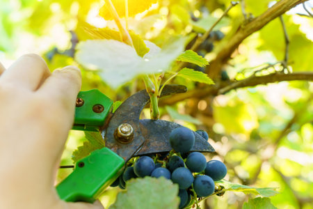 Man harvesting white grapes, organic food and fine wine handmade. Selective focus