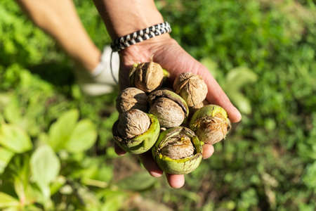 Fresh Uncleaned green walnuts in the hands of a male farmer, close-up. Selective focusの写真素材