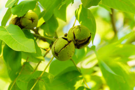 Walnut is the nut of any tree of the genus Juglans Family Juglandaceae, Juglans regia.の写真素材