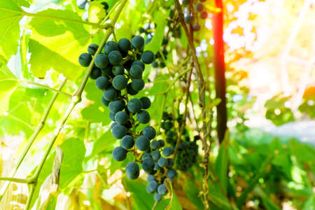 Black grapes on the branches of the vineyard close-up. Selective focus. Grape growing and wine makingの写真素材