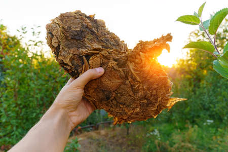 Dry tobacco leaves close-up in the hands of a farmer. Tobacco for cigarettes and cigars. Selective focusの写真素材