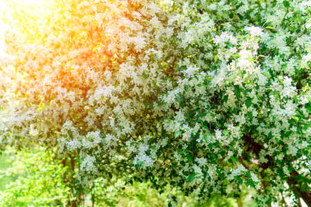 Blooming white apple tree flowers in spring background, bright sunny day. selective focusの写真素材