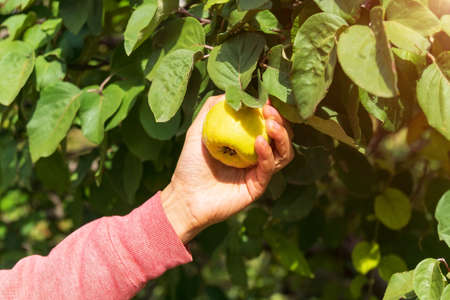 Ripening green quince on a tree branch. Selective focus. The theme of gardening, fruit growing, a...