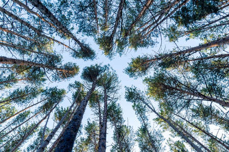 Pine tree leaves view, winter nature. Landscape, space for copying text