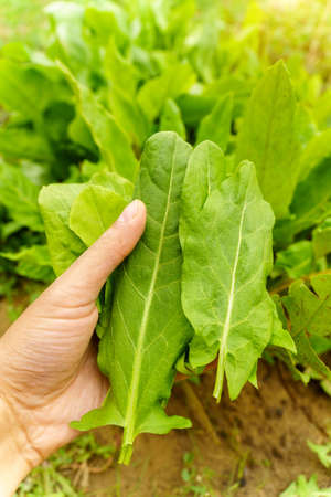 Harvest green sorrel leaves in your hand. Harvesting, copy space. Vertical photo