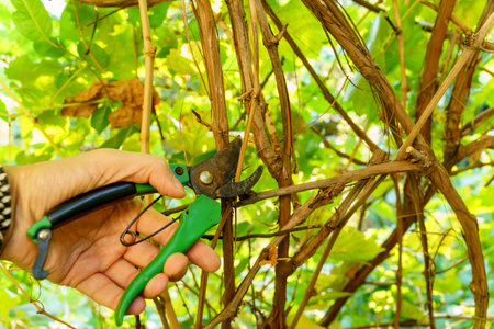Prune the vineyard with steel scissors. Traditional agriculture. Selective focus