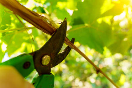 Pruning of a cultivar vine with garden secateurs in the autumn vineyard. Selective focusの写真素材