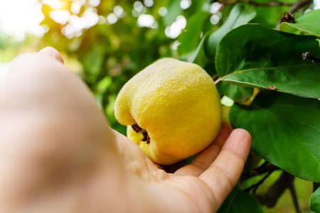 Quince fruits grow on a quince tree with green leaves. Selective focusの写真素材