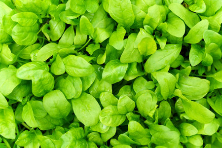 Spinach leaves washed for detox drink, close-up, water drops on the leaves. Background textureの写真素材