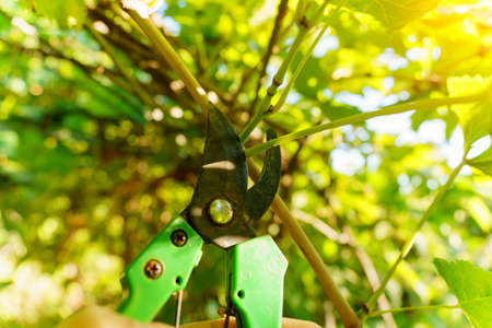 Pruning of vine bushes, gardener with garden shears pruning vineyard. Farm, hobby, agriculture concept. Selective focusの写真素材