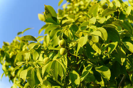 Walnut is the nut of any tree of the genus Juglans Family Juglandaceae, Juglans regia.