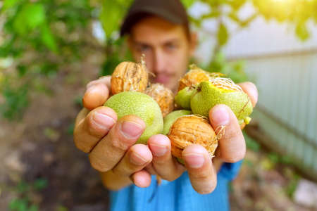 Harvest of walnuts in the farmer hand. Selective focus. Space for copying textの写真素材