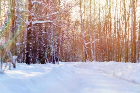 Winter scene in the forest. Beautiful winter landscape with snow covered trees. Copy spaceの写真素材