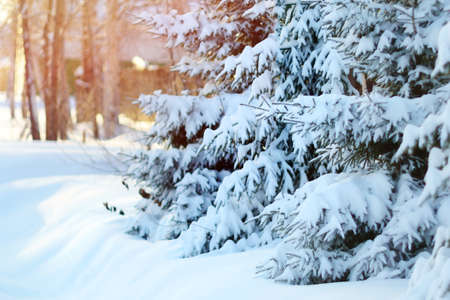 Winter scene in the forest. Beautiful winter landscape with snow covered trees
