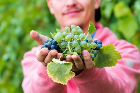 Man harvesting grapes, organic food and fine wine handmade. Selective focusの写真素材