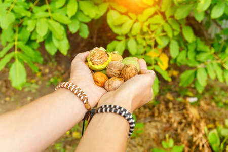 Man holding whole walnut in her hands. Whole walnut, healthy organic food concept. Selective focusの写真素材