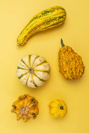 Decorative pumpkins on yellow background. Concept reduce organic food waste. Ugly vegetables are edible.の写真素材