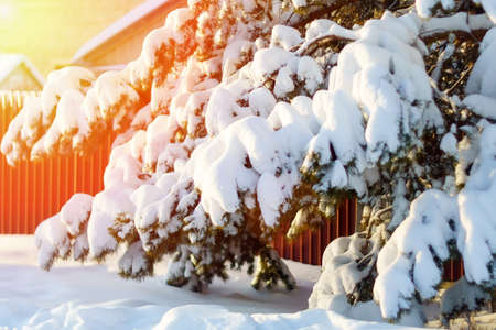 Snowy winter landscape with forest. Frosty, cold weather. Copy spaceの写真素材