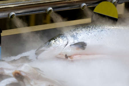 Fresh salmon fish on the shelves of the hypermarket, cooled by cold steam. Selective focusの写真素材