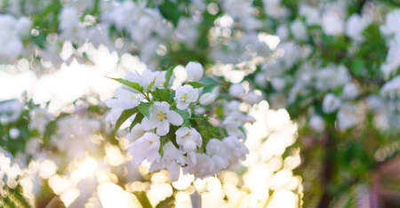 Branch with white blooming flowers apple spring floral background. soft focus processing