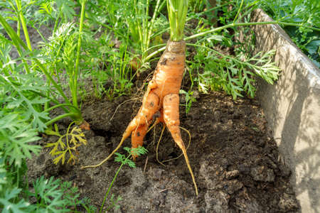 Ugly carrots in the garden. Rejected food in markets stores concept. selective focusの写真素材