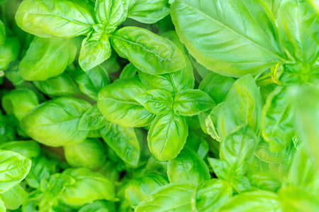 Fresh basil leaves, herb and sunlight. macro. close up. green backgroundの写真素材