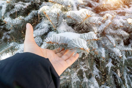 First snow. Branch of fir tree covered with snow, close up. sharp frost. winter seasonの写真素材