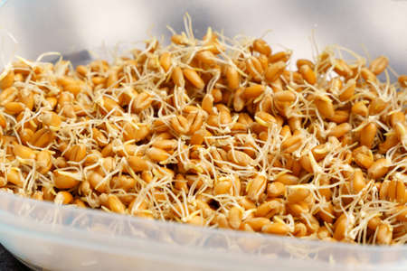 Germinated grains and wheat sprouts, useful organic plants, healthy food conceptの写真素材