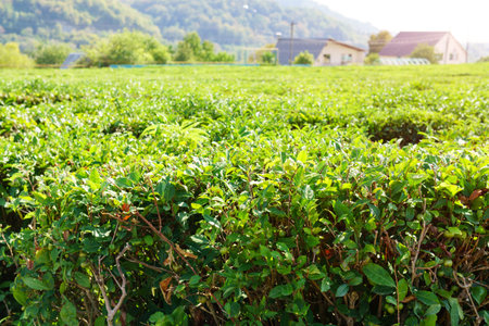 Green tea bad and fresh leaves with sunlight, tea plantation natural backgroundの写真素材