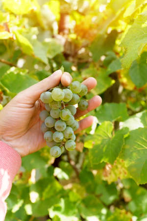 Green grapes in the vineyard. Harvest in nature for food and wine in autumn. vertical photo