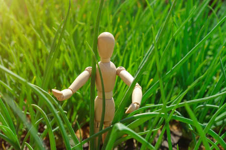 Green onion cultivation, a number of plants growing in the field, close-up. selective focus