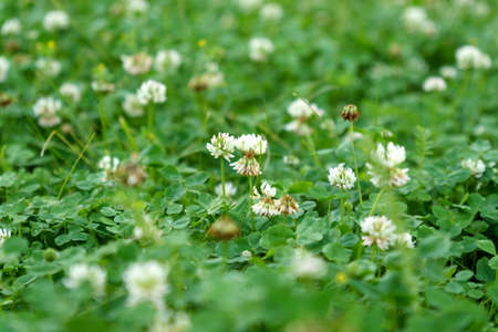 Flowers of white clover Trifolium repens.The plant is edible, medicinal. Grown as a fodder plant.の写真素材