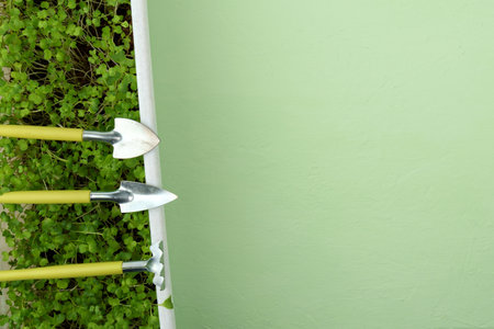 Microgreens growing background with microgreen sprouts. top view. flat layの写真素材