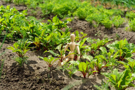 Bush green marijuana. Cannabis plantation in sunlight. Wooden mannequin harvesting concept. selective focusの写真素材