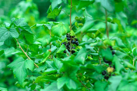St. Johns wort flowers Hypericum perforatum or St. Johns wort in the meadow, selective focusの写真素材