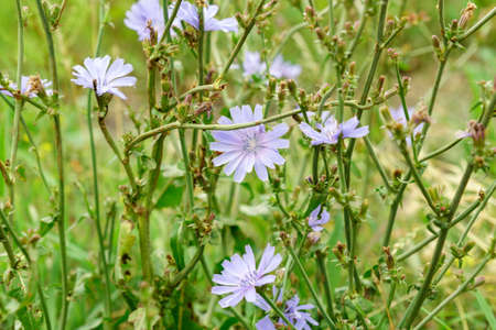 St. Johns wort flowers Hypericum perforatum or St. Johns wort in the meadow, selective focusの写真素材