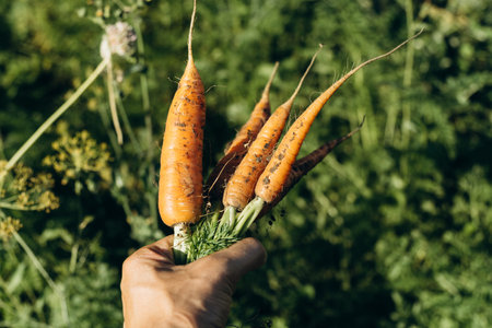 Freshly dug carrot from the garden bed. Harvesting season in the garden. autumn work. selective focusの写真素材