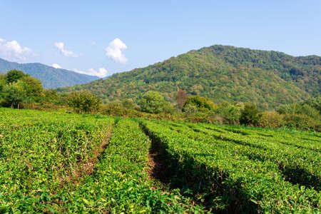 Fresh green lettuce texture grows in the garden. salad plant farming in a greenhouse.の写真素材