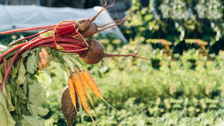 Green Oak Lettuce and Green Butterhead. Plant harvest and healthy organic food concept.