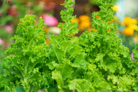 Green Oak Lettuce and Green Butterhead. Plant harvest and healthy organic food concept.