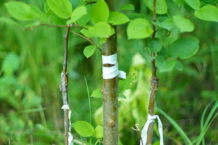 Grunge wood texture. Raw brown wood wall background. village building construction.の写真素材
