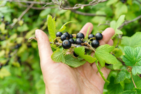 Black currant berries, in the garden in summer. selective focus