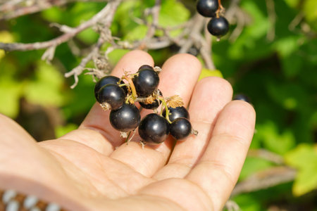 Black currant berries, in the garden in summer. selective focusの写真素材